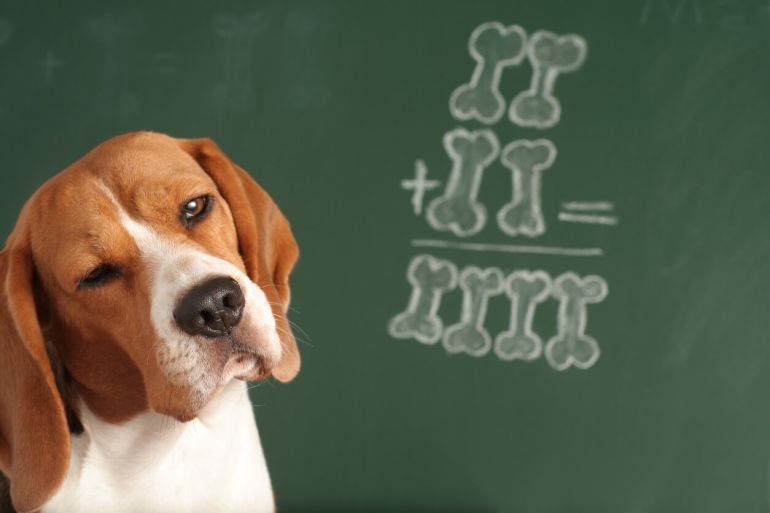 Confira alguns testes de QI que podem ser feitos com o seu cachorro