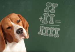 Confira alguns testes de QI que podem ser feitos com o seu cachorro