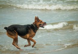 5 dicas para cuidar bem do cão na praia