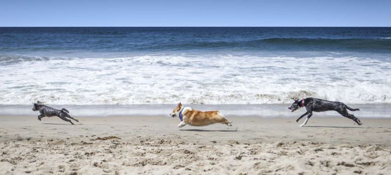 Água do mar faz mal para os cachorros?