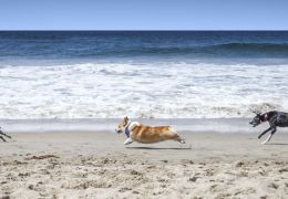 Água do mar faz mal para os cachorros?