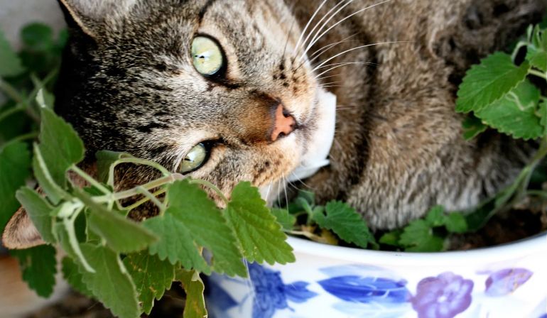 Catnip: saiba se essa erva é segura para o seu felino