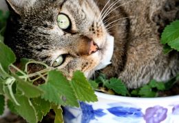 Catnip: saiba se essa erva é segura para o seu felino