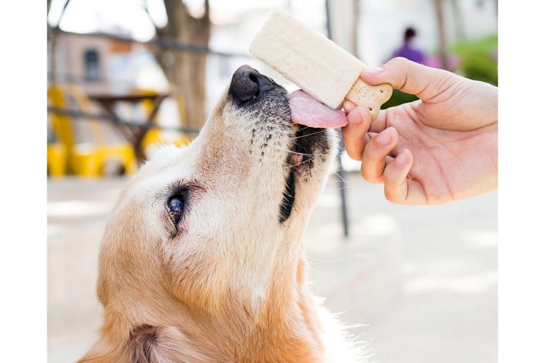 Confira uma saborosa receita de picolé para o seu cão
