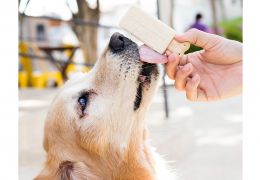 Confira uma saborosa receita de picolé para o seu cão