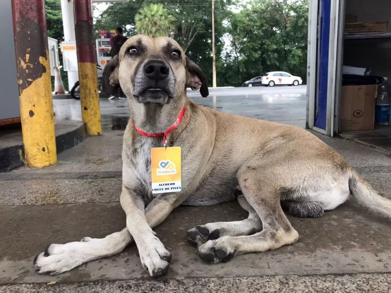 Cachorro se torna mascote de posto de gasolina em Teresina