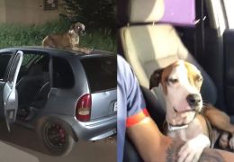 Cão fica vigiando carro furtado até dono aparecer