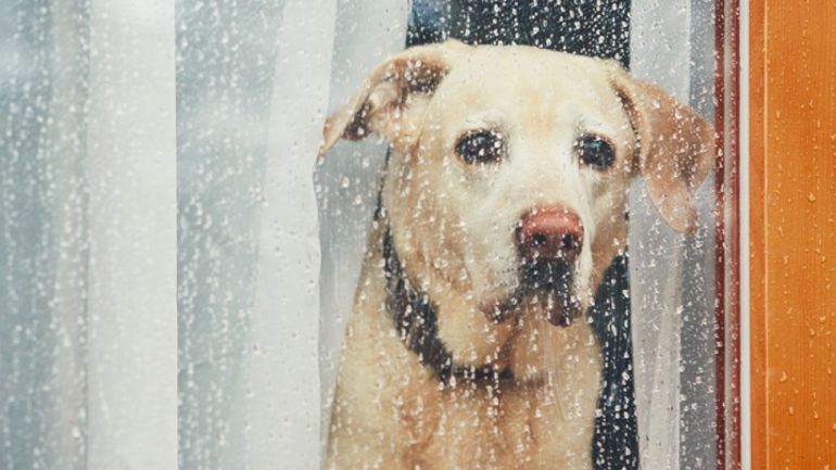 Dicas para acalmar cachorros com medo de chuva