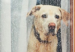 Dicas para acalmar cachorros com medo de chuva