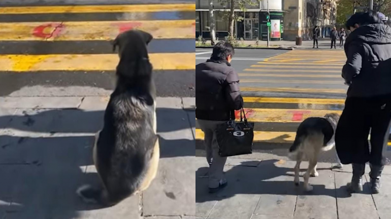 Cachorro espera sinal verde para atravessar a rua