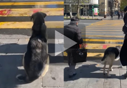 Cachorro espera sinal verde para atravessar a rua