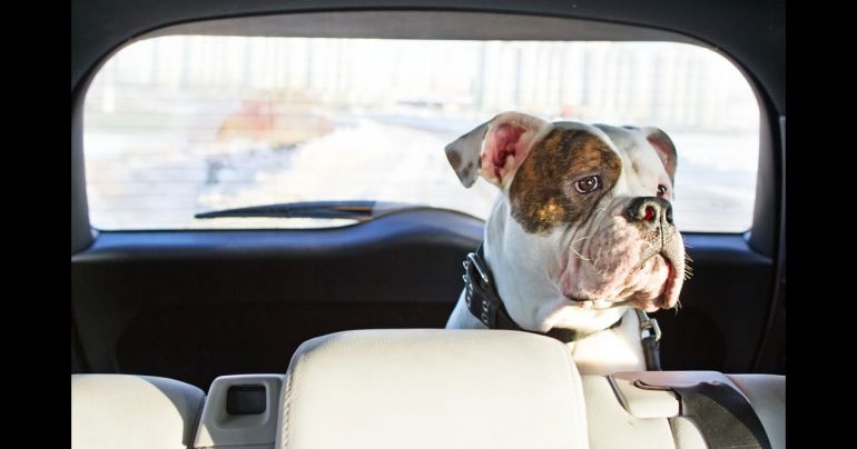 O que fazer quando o cachorro enjoa no carro?