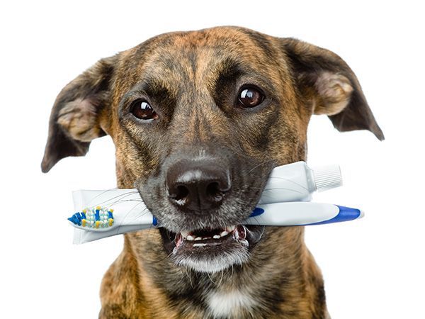 Saiba como fazer pasta de dente caseira para o seu cachorro