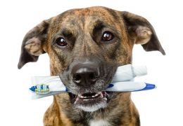 Saiba como fazer pasta de dente caseira para o seu cachorro