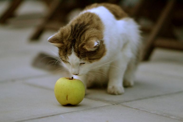 Conheça algumas frutas boas para o seu gato