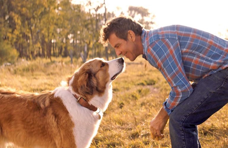 5 filmes para quem quer uma história de amizade com cães