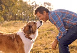 5 filmes para quem quer uma história de amizade com cães