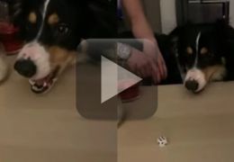 Cachorro é gravado jogando dados com humanos
