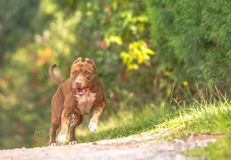 Conheça algumas raças de cachorros que não são reconhecidas internacionalmente