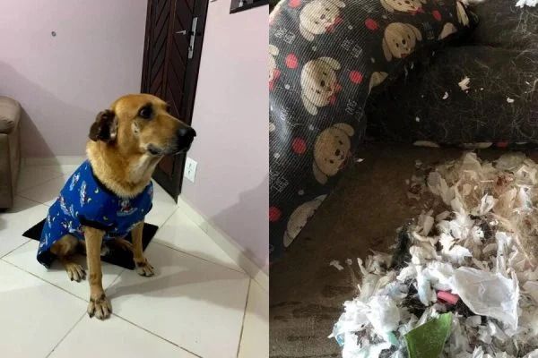 Cachorro revela que colchão de dona tinha absorventes usados no seu interior