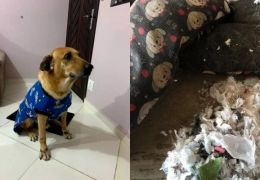 Cachorro revela que colchão de dona tinha absorventes usados no seu interior