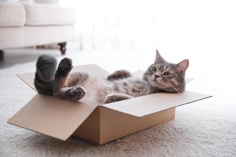Caixa de papelão: Por que os gatos gostam tanto?