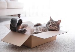 Caixa de papelão: Por que os gatos gostam tanto?