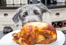 Osso de galinha: Confira os perigos que eles trazem para os cães
