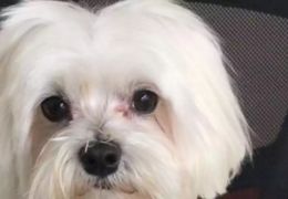 Dono de hotel de cães mente sobre roubo e admite morte de pet