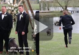Cachorro abandona sessão de fotos em casamento e vai nadar