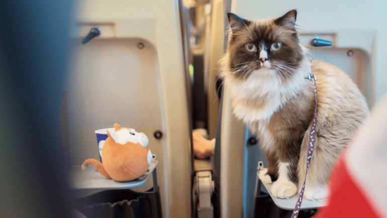 5 cuidados importantes para viajar com gatos
