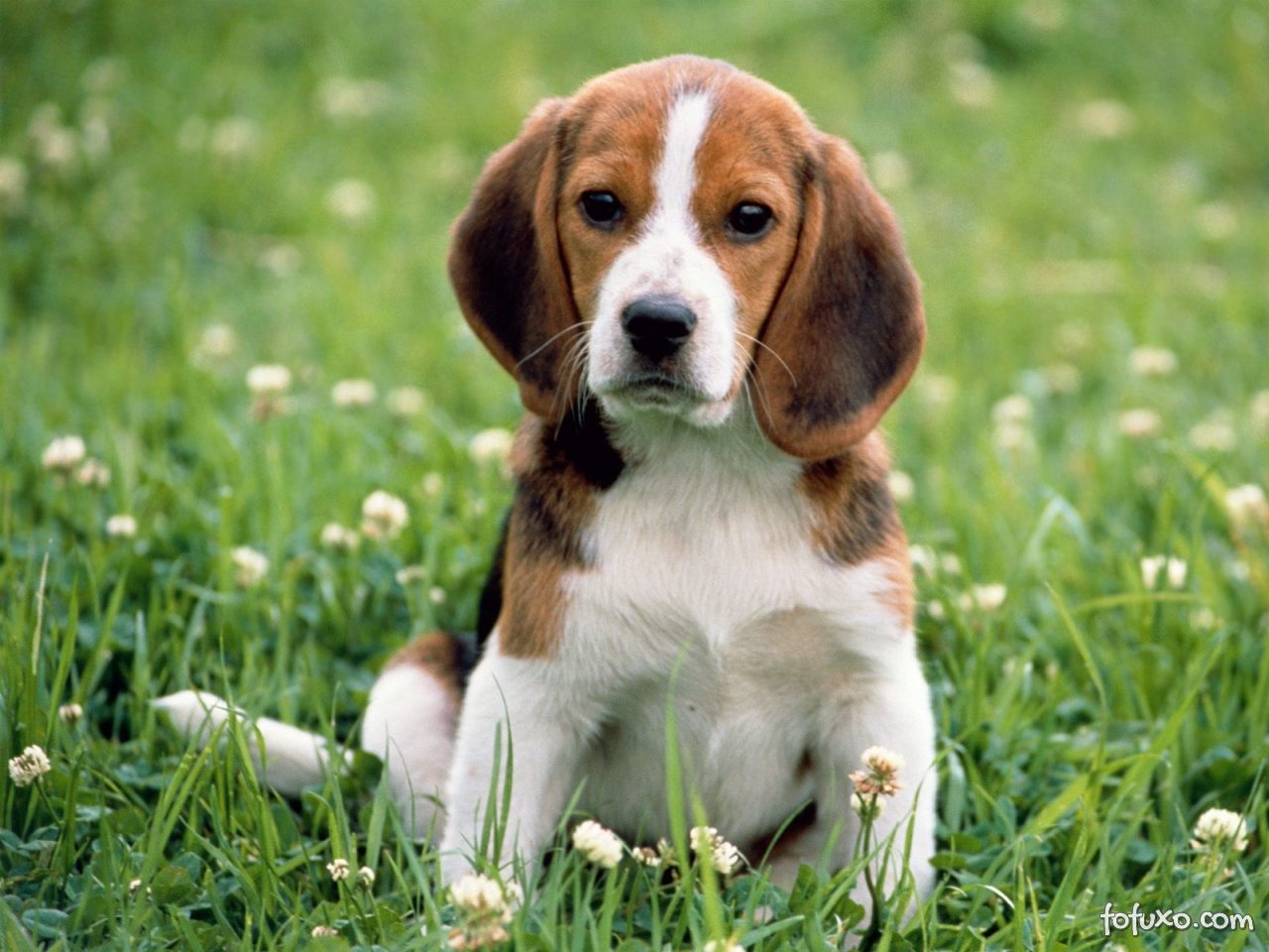 Cachorro se disfarça de planta e arranca risadas de internautas