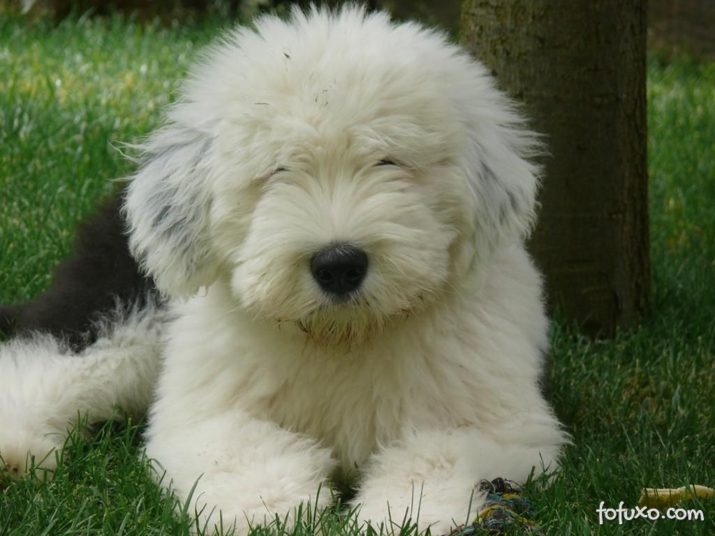 Antigo Cão Pastor Inglês