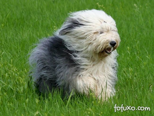 Olivia, Um Cão Pastor Inglês Velho Fêmea Imagem de Stock - Imagem