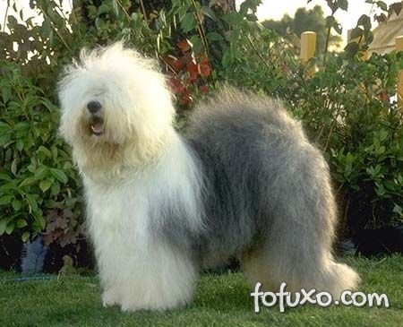 Antigo cão pastor inglês adorável ilustração em aquarela de cachorrinho com  manchas de cor todas as raças de cães