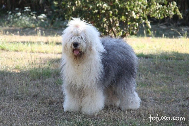 Olivia, Um Cão Pastor Inglês Velho Fêmea Imagem de Stock - Imagem