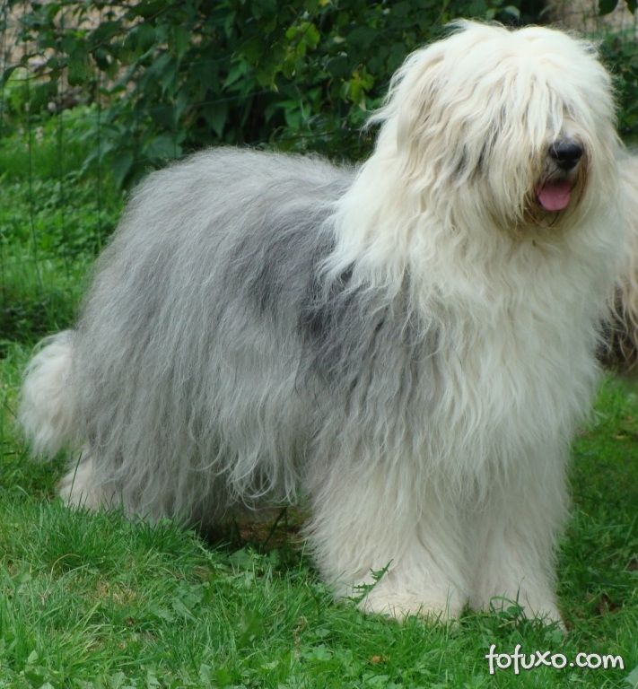 Olivia, Um Cão Pastor Inglês Velho Fêmea Foto de Stock - Imagem de