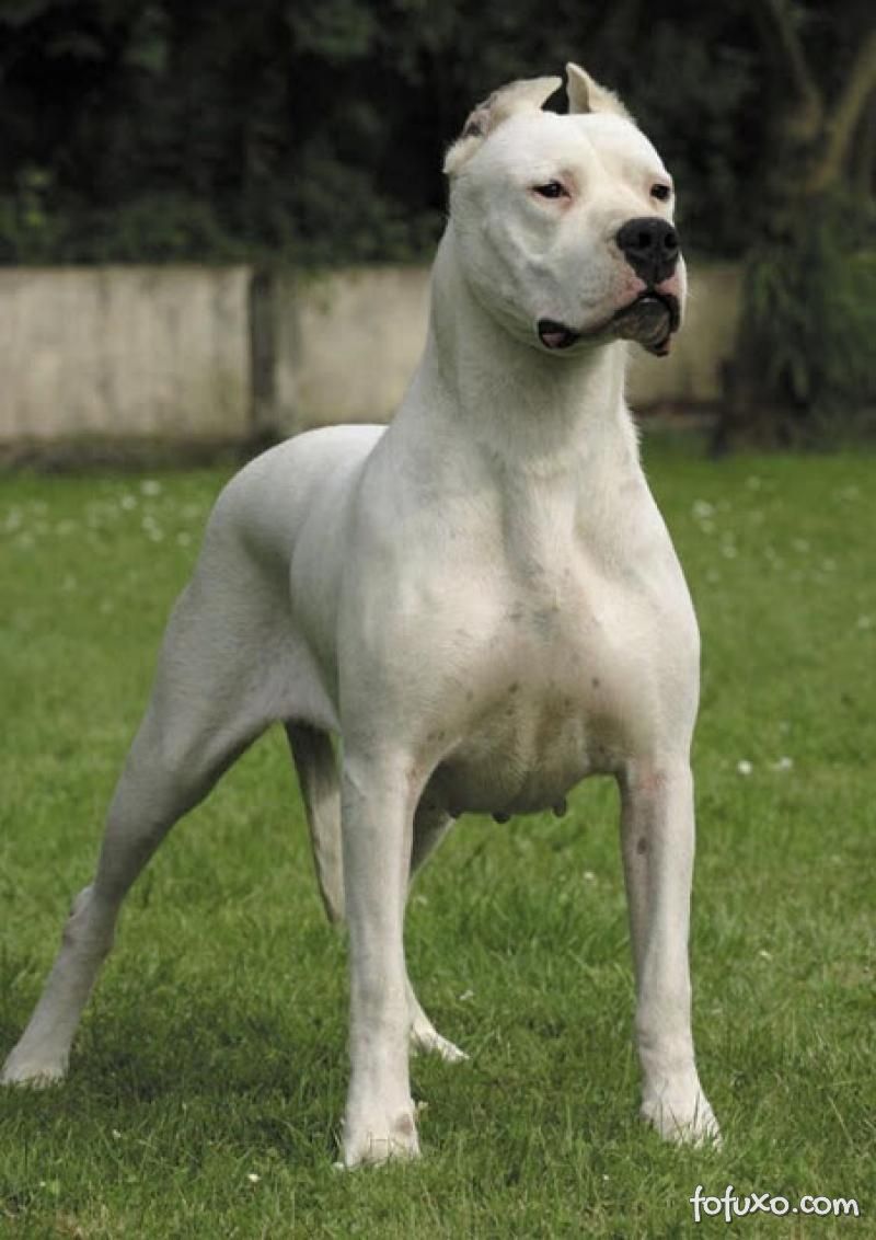 Dogue Argentino