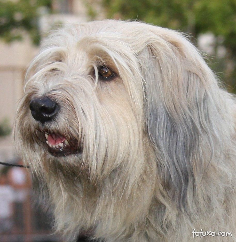 Cachorro Pastor Catalão: características e fotos