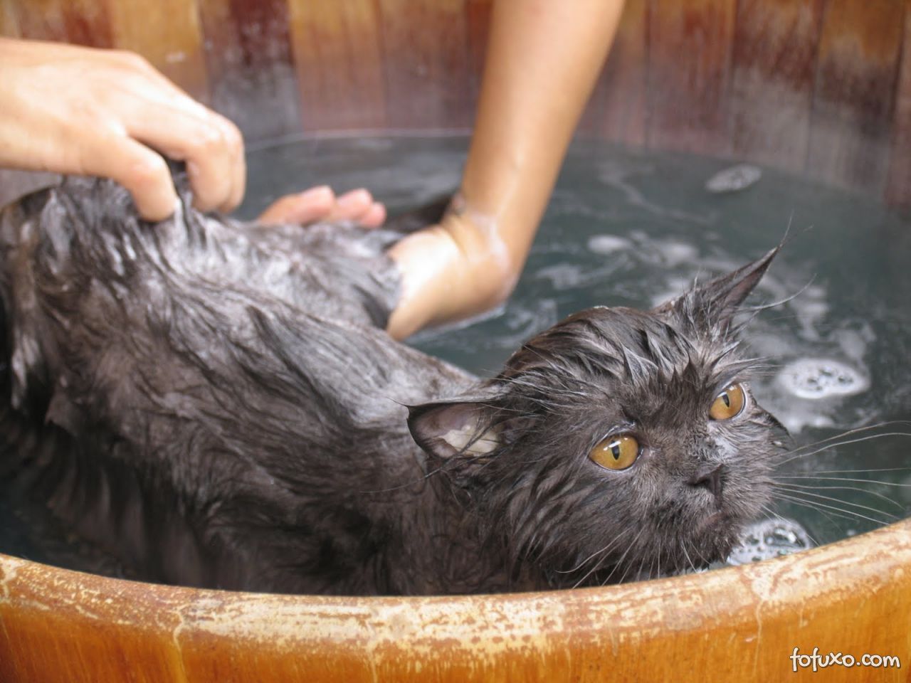 Dicas para dar banho nos seus gatos