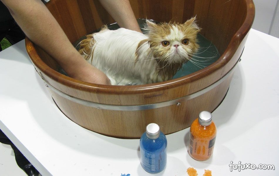 Dicas para dar banho nos seus gatos