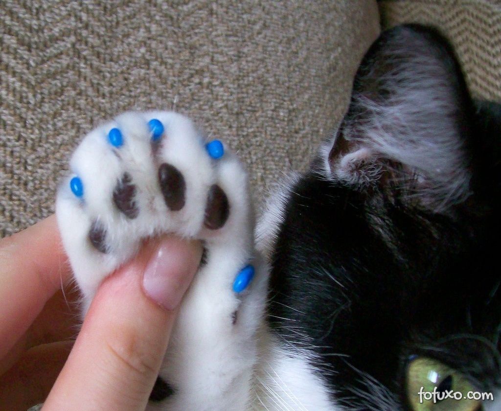 Como cuidar das unhas do seu gato