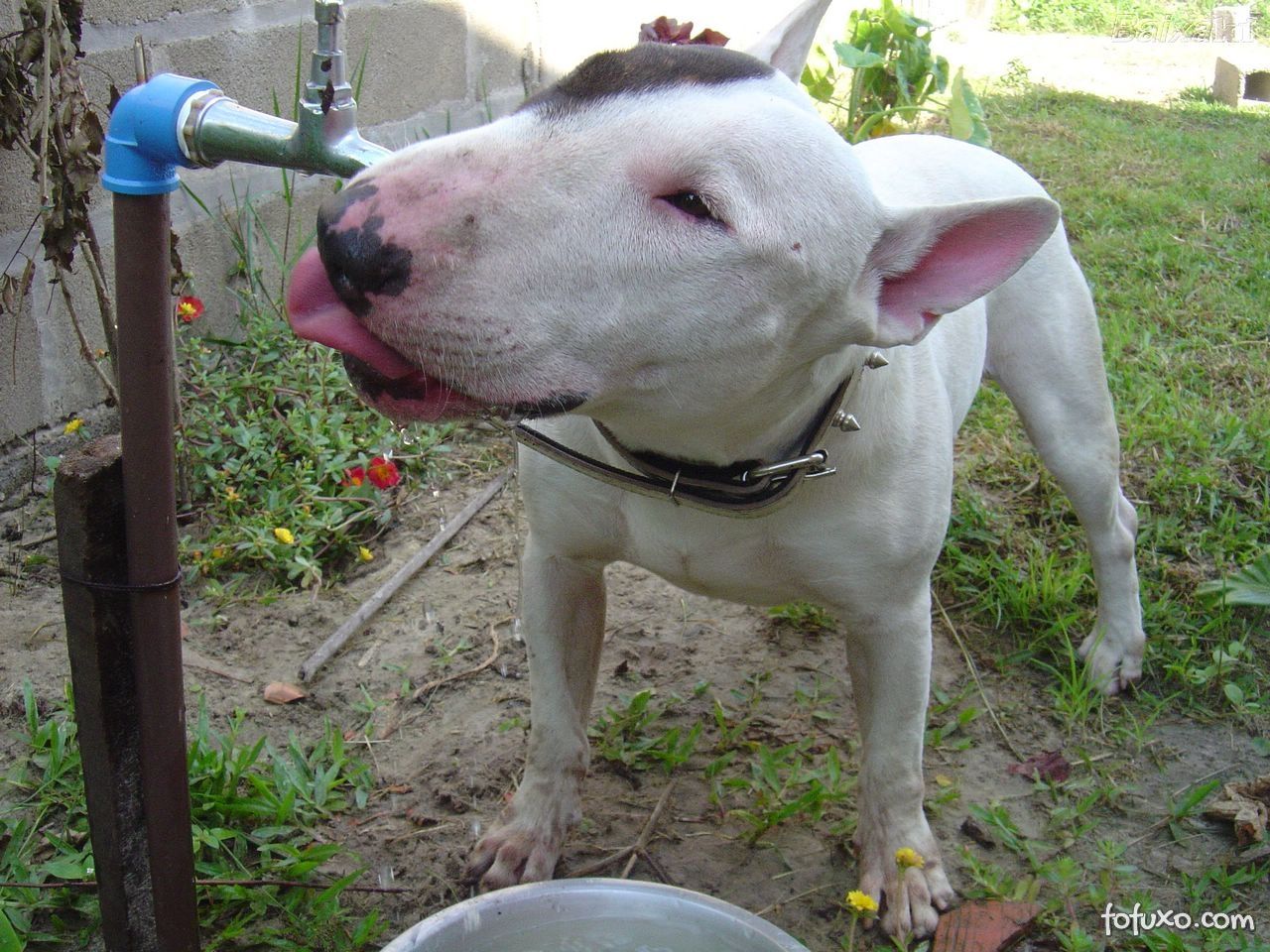 Apenas agua ja é suficiente para matar a sede do seu cão.