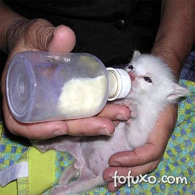 Nos primeiros meses é necessário dar leite na mamadeira para o filhote de gato.