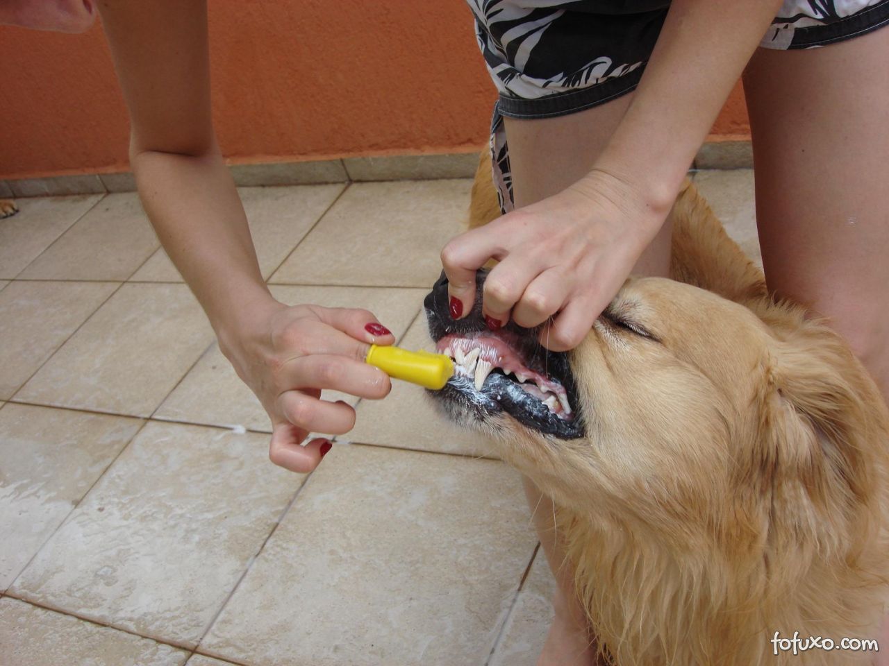 Escovar os dentes dos cães previne uma série de doenças.