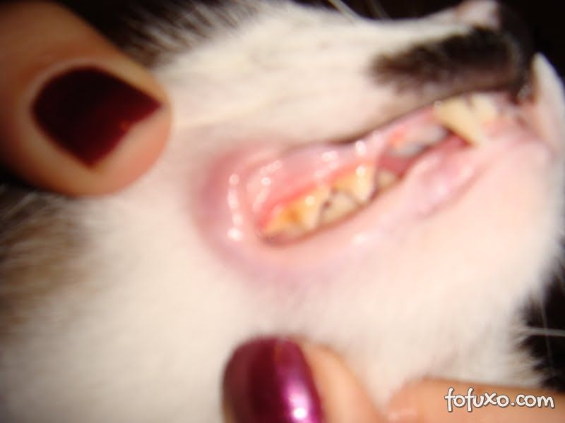 Gatos também precisam de cuidados em relação aos dentes. 