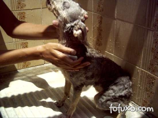 Deixe espaço suficiente para o cão tomar banho.