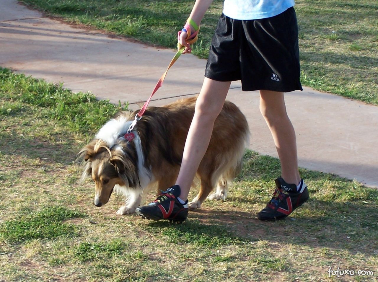 Cachorros de meia idade devem se exercitar constantemente. 