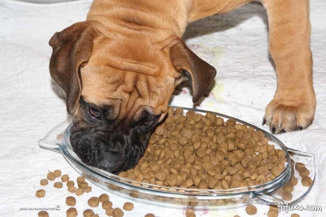 Cachorro deve ter hora de comer. 