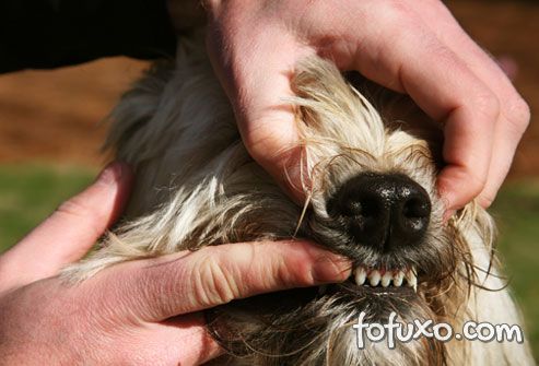 Contato entre o dedo e a gengiva do cão ajuda a acostumar o animal a escovação. 